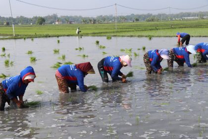 Hadapi kemarau, Kementan percepat tanam padi serentak di Jawa Timur.