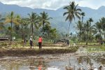 Kementan Percepat Rehabilitasi Lahan Pertanian Pascabencana di Sumatera Barat