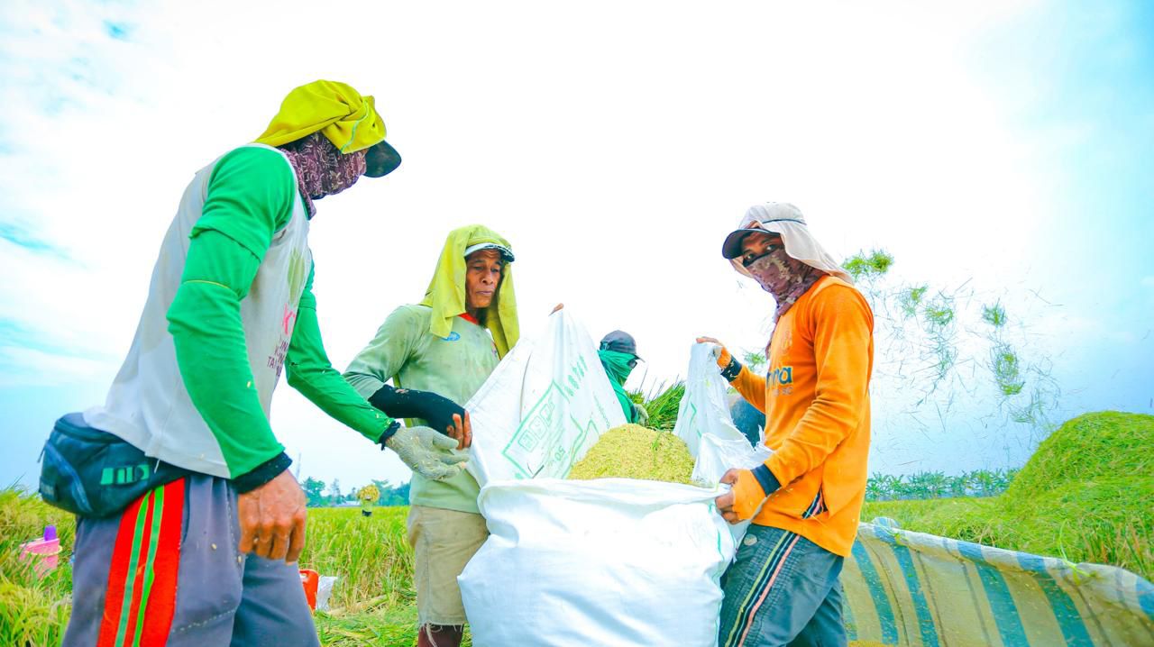 Hasil produksi beras petani Indonesia.