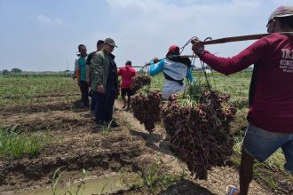 Panen raya bawang merah di Kabupaten Cirebon.