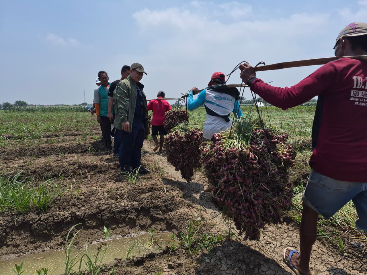 Panen raya bawang merah di Kabupaten Cirebon.