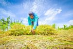 Petani mengumpulkan jerami usai panen di area persawahan.