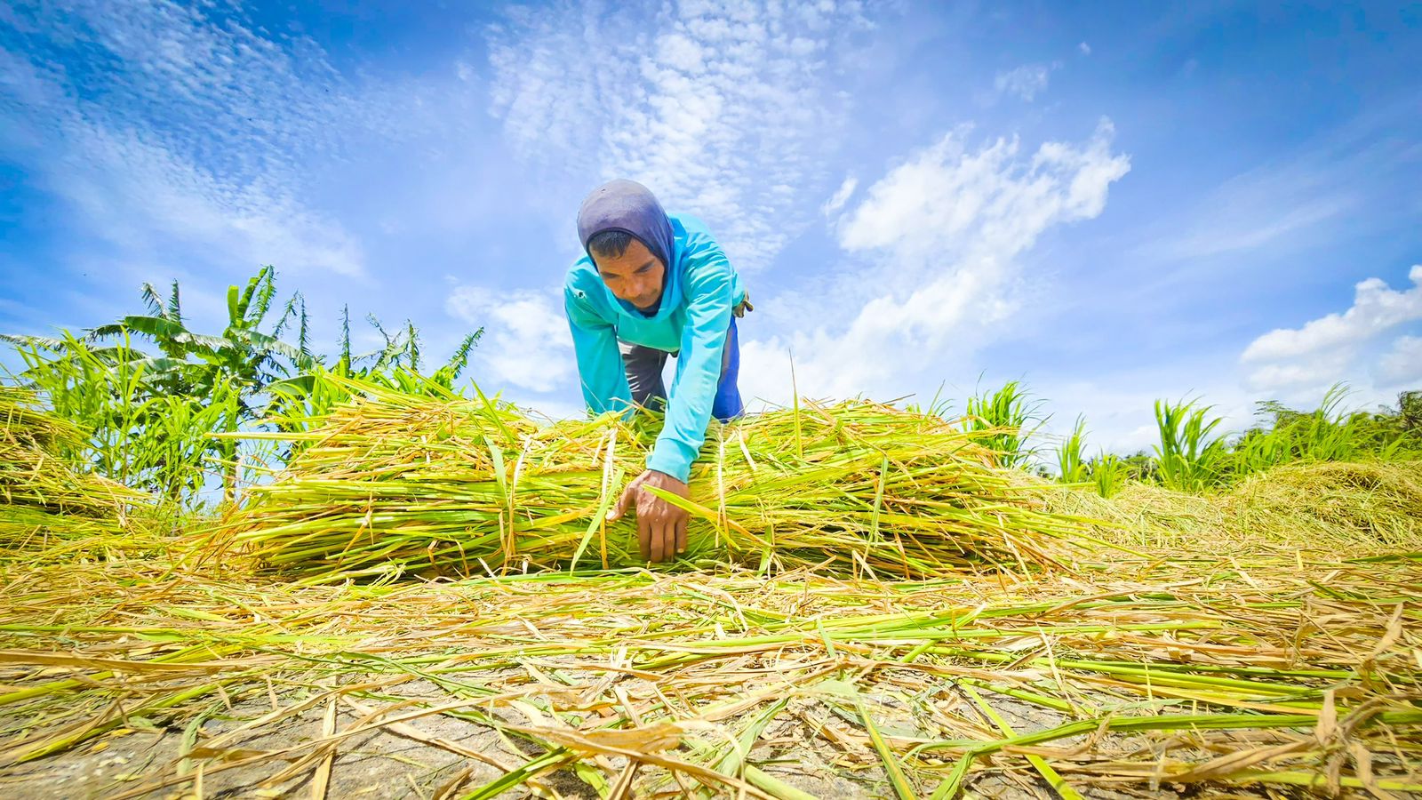 Petani mengumpulkan jerami usai panen di area persawahan.