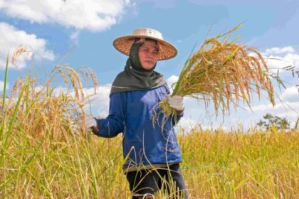 Beras Produksi Petani