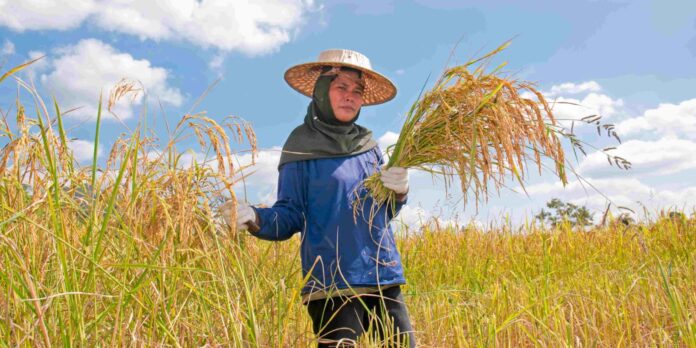 Beras Produksi Petani