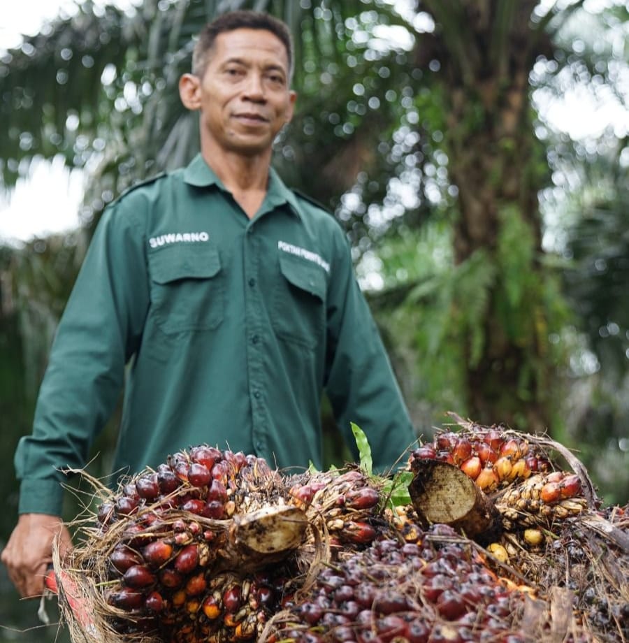 Seorang petani menunjukkan hasil panen tandan buah segar (TBS) kelapa sawit di perkebunan.