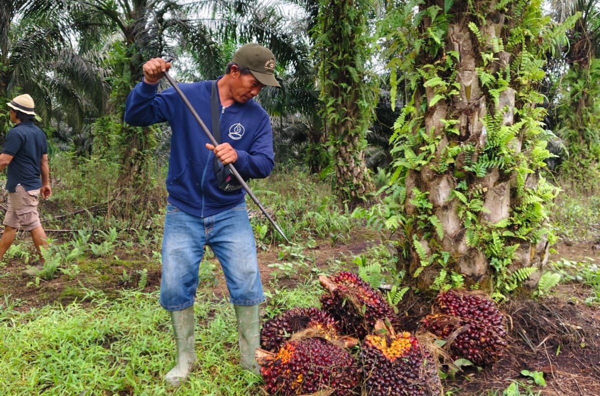 "Petani memanen tandan buah segar (TBS) kelapa sawit di perkebunan dengan alat panen tradisional