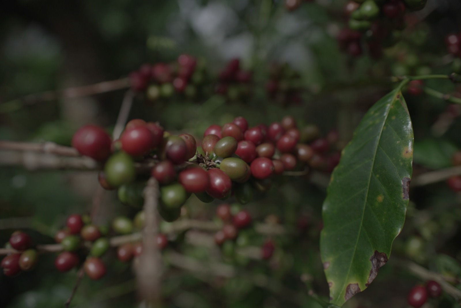 Program hilirisasi perkebunan
