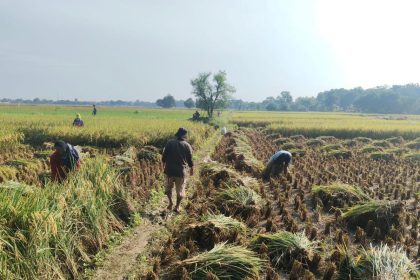 Panen Raya Majalengka Capai 11,5 Ton/Ha, Perkuat Stok Beras Nasional 2026