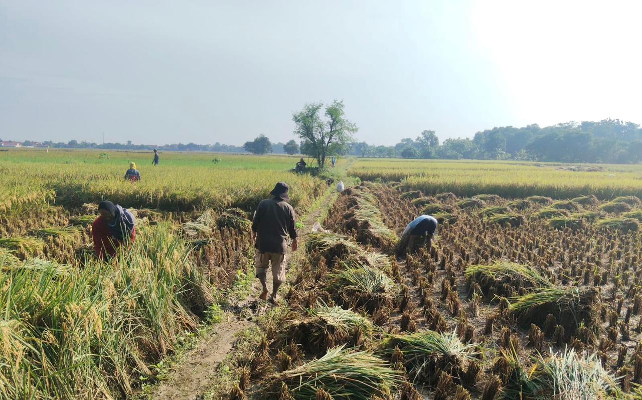 Panen Raya Majalengka Capai 11,5 Ton/Ha, Perkuat Stok Beras Nasional 2026