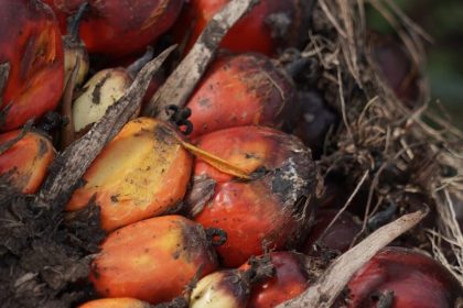 Hasil sawit Indonesia