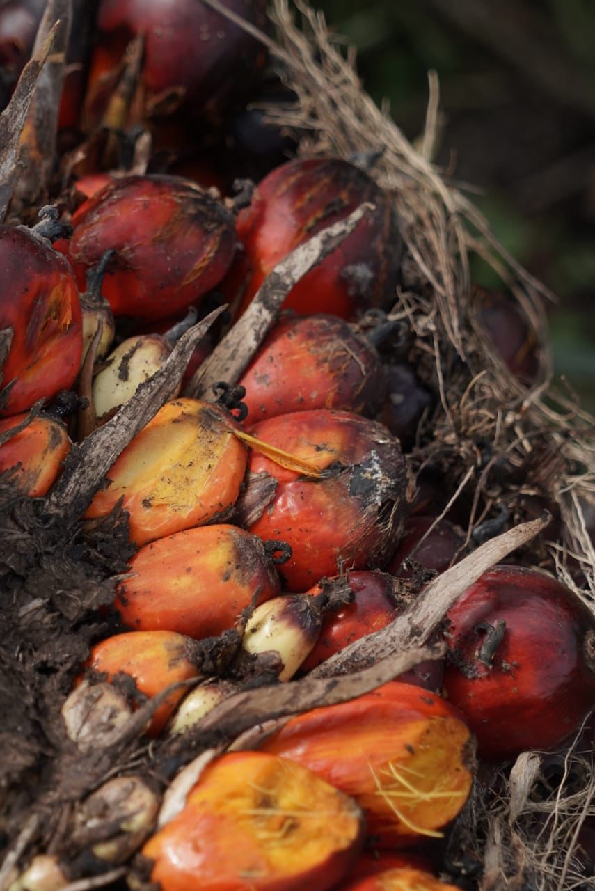 Hasil sawit Indonesia