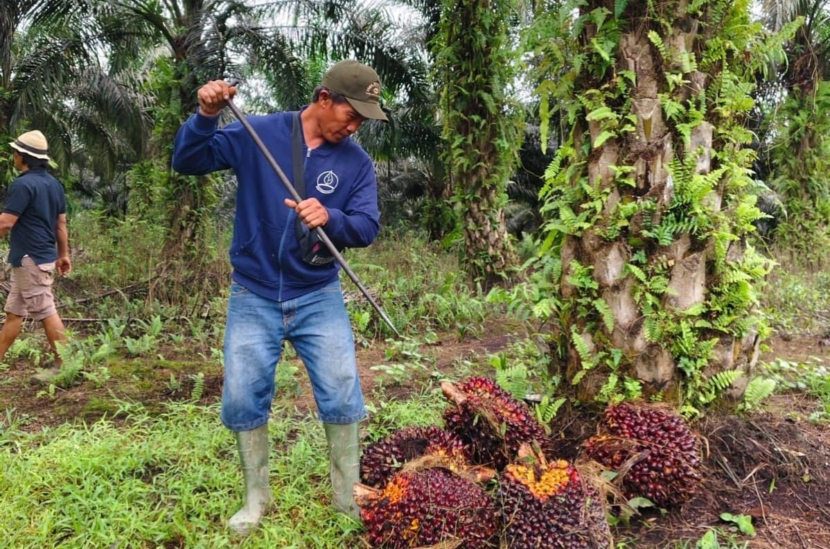 Petani sedang bekerja mengumpulkan tandan buah kelapa sawit di sebuah perkebunan kelapa sawit.