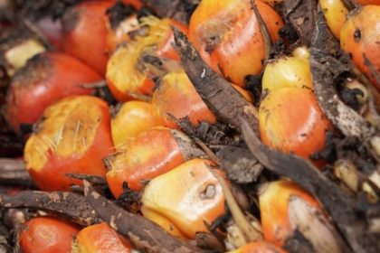 Hasil perkebunan kelapa sawit.