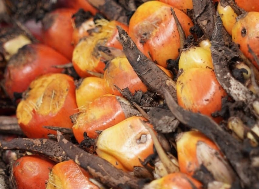 Hasil perkebunan kelapa sawit.