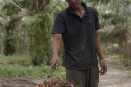 Seorang pekerja perkebunan sedang memikul Tandan Buah Segar (TBS) kelapa sawit di sebuah area perkebunan.