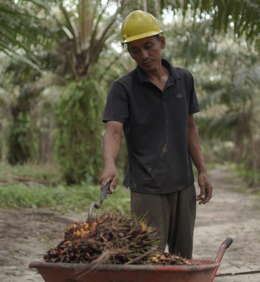 Seorang pekerja perkebunan sedang memikul Tandan Buah Segar (TBS) kelapa sawit di sebuah area perkebunan.