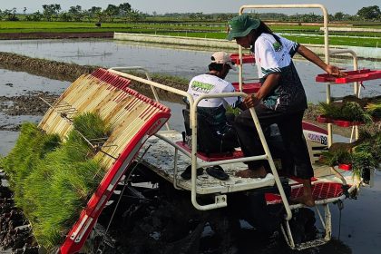 Produksi beras