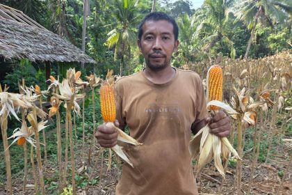 Petani jagung Maheki Yahdi menunjukkan hasil panen di Desa Kamasan, Cinangka, Kabupaten Serang, Banten, usai kelompok taninya menerima bantuan alsintan dari Kementerian Pertanian pada 2026.