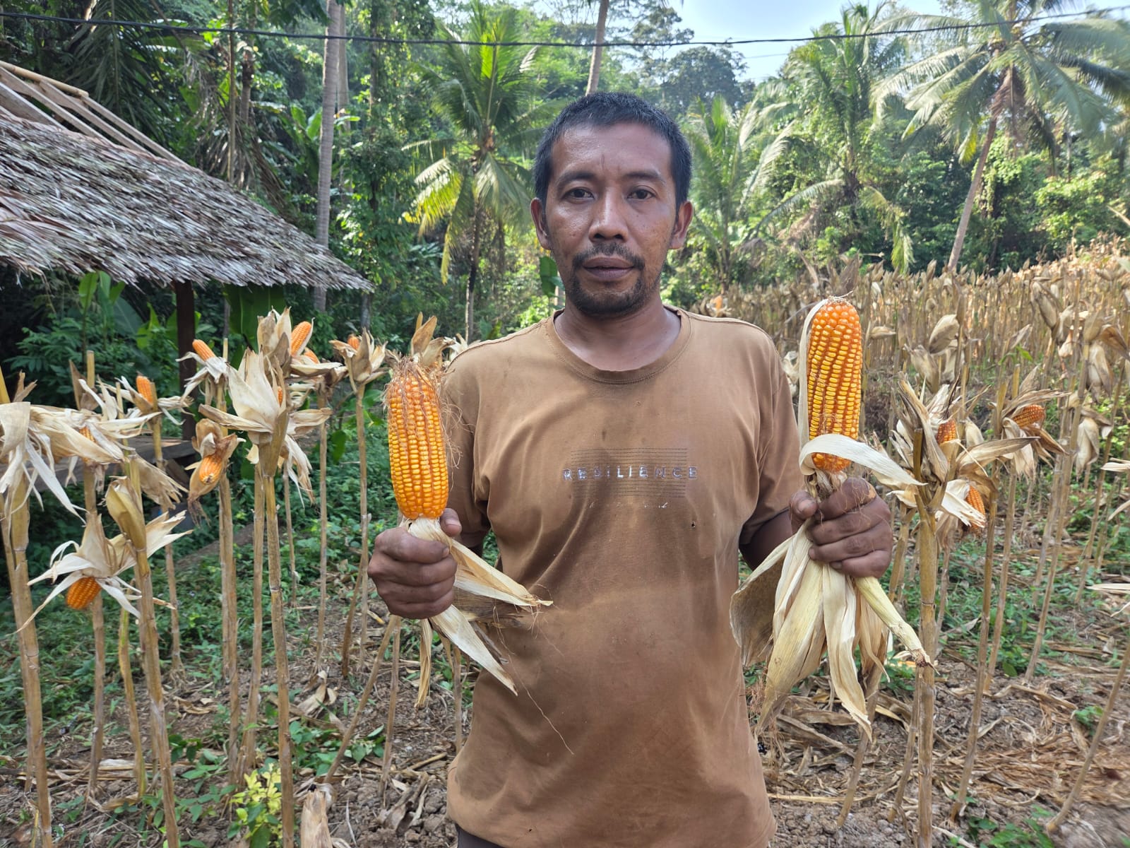 Petani jagung Maheki Yahdi menunjukkan hasil panen di Desa Kamasan, Cinangka, Kabupaten Serang, Banten, usai kelompok taninya menerima bantuan alsintan dari Kementerian Pertanian pada 2026.