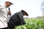 Menteri Pertanian (Mentan) Andi Amran Sulaiman tinjau PIAT UGM dan dorong pengembangan kedelai hingga 5.000 hadengan target produktivitas di atas 3 ton/ha di Kabupaten Grobogan, Jawa Tengah, Kamis (15/10/2026)