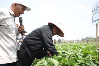 Menteri Pertanian (Mentan) Andi Amran Sulaiman tinjau PIAT UGM dan dorong pengembangan kedelai hingga 5.000 hadengan target produktivitas di atas 3 ton/ha di Kabupaten Grobogan, Jawa Tengah, Kamis (15/10/2026)